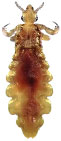 Lice